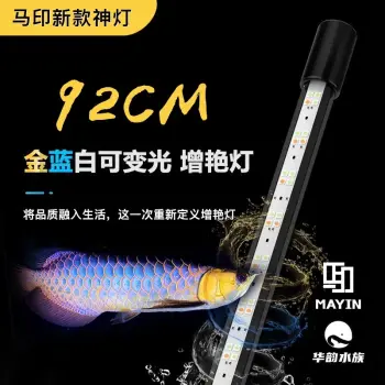 Đèn MAYIN 2 Chế Độ Cho Bối Vàng, Bối Tím, Cá Lóc YELLOW, Cá Có Ánh Vàng Và Tím