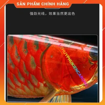 MÁNG TANNING MAYIN VER 2 CHAMPIONS 110CM 140CM 6700k GIÀNH CHO HUYẾT LONG VÀ KIM LONG QUÁ BỐI