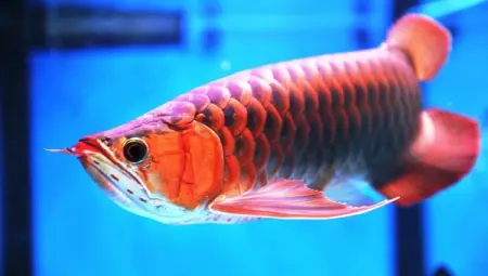Phụ Kiện Cá Rồng: Hướng Dẫn Chọn Lựa & Sử Dụng Hiệu Quả
